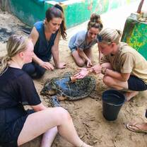 Turtle conservation Sri lanka