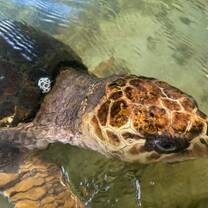 Turtle conservation Sri lanka