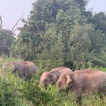 Elephants Sri Lanka