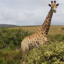 Volunteer with Wildlife South Africa