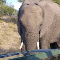 Volunteer with Wildlife South Africa