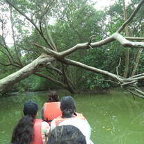 Mangroves