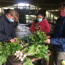 Volunteers work with Carmen to bundle veggies in the cow stable