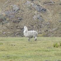 Alpaca In Cajas National Park