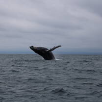 The humpback whales we saw!