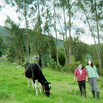 helping Carmen bring the cows to the water