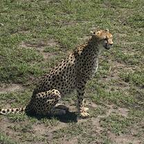 Cheetah