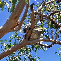 Koala!! 