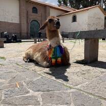 Alpaca 