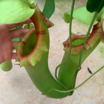 Pitcher plant seen during my internship at JCU!
