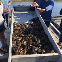 green crab lesson!