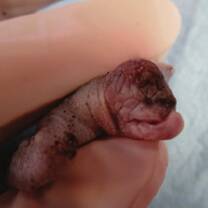 Albino Golfina embryo with malformations 