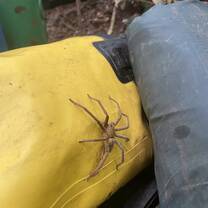 big spiders!