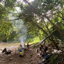 a jungle morning