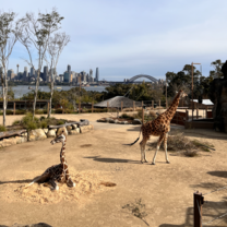 Group Trip to the Zoo!