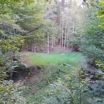 Forest in the Carpathians, Romania