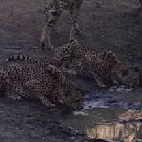 Cheetah coalition on Karongwe drinking water 