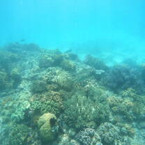 Scuba Diving in the Great Barrier Reef