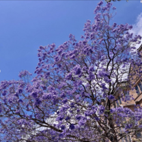 jacaranda trees on campus