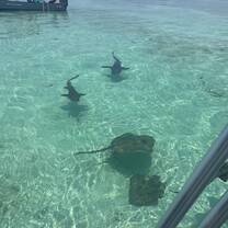 Off the coast of Caye Caulker. One of our excursions was snorkeling and we got to see many animals, including sharks and stingrays