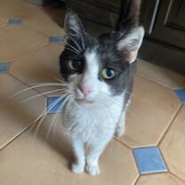 The cat at my host family!