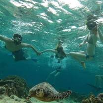 Snorkelling with turtles