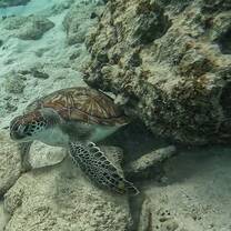 Green Sea Turtle!