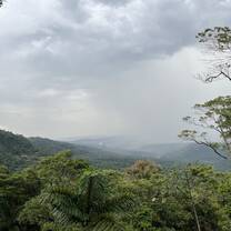 Tamandua:Jungle retreat