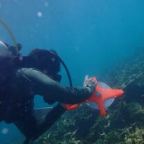 Me during one of our scientific dives for PMRS