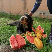 Bear from the Zoo