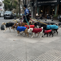 Porteños love their dogs!