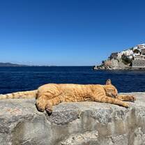 Cat on Hydra