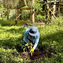 Planting coffee plants 