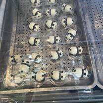 Pandas everywhere - even little ice cream Pandas.