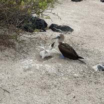 Blue footed boobie and it's baby begging for food!