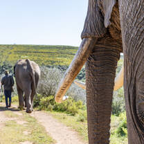 One of our tasks was to create media content to promote the elephant walks of this game reserve 