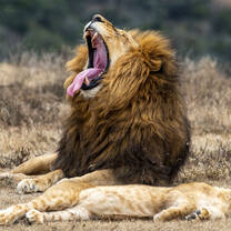 We saw so much wildlife on a 5 day stay at a game reserve which was amazing