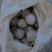 Olive ridley sea turtle eggs!