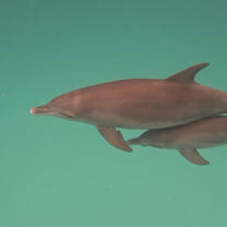 Learn the pros and cons of certain wildlife conservation methods regarding marine cetaceans (dolphins) while having the experience of your life 