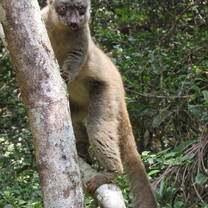 Common Brown Lemur studied for our Behavioral Field Methods Course!
