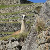 Llama at Machu Picchu