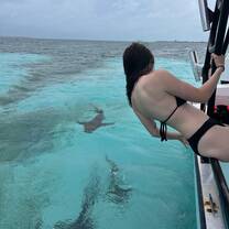 Sharky friends 