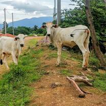Curious Cows