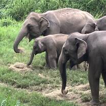 Elephant life