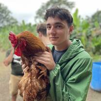 rooster