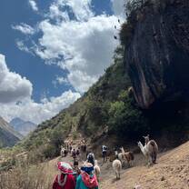 Llama pack hiking trip!