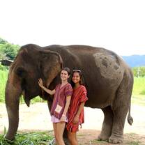 Elephants!