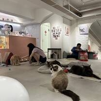 Cat Cafe!