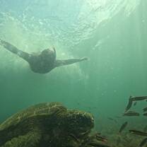 Sea Turtle
