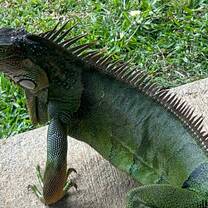 wildlife roaming the school grounds